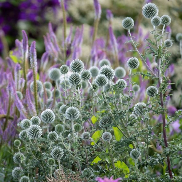 Echinops bannaticus 'Star Frost'