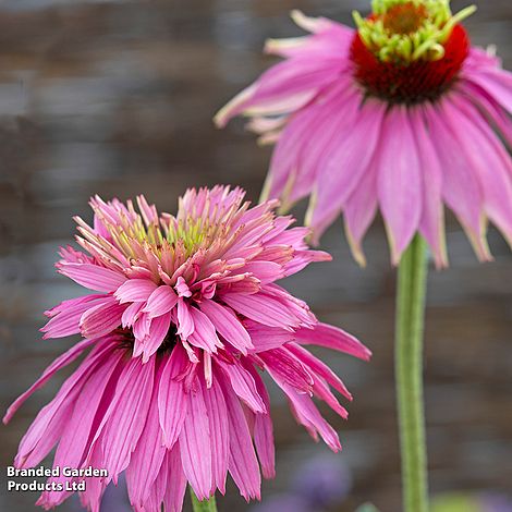 Echinacea purpurea 'Paradiso Super-Duper' - Seeds