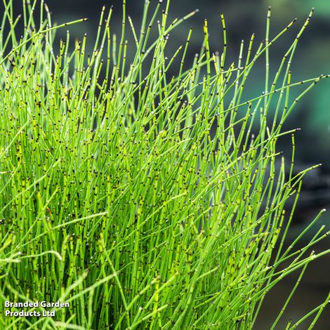 Equisetum scirpoides (Marginal Aquatic)