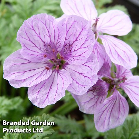 Erodium Spanish Eyes