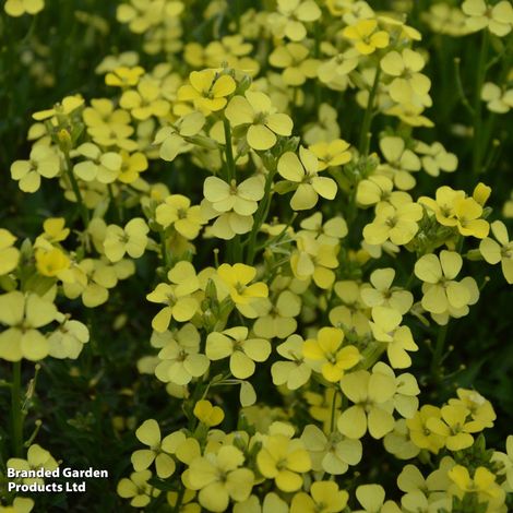 Erysimum Golden Jubilee