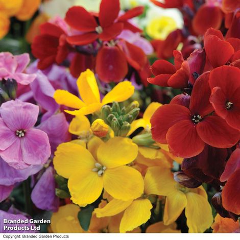 Wallflower Sugar Rush