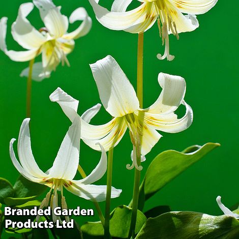 Erythronium californicum White Beauty