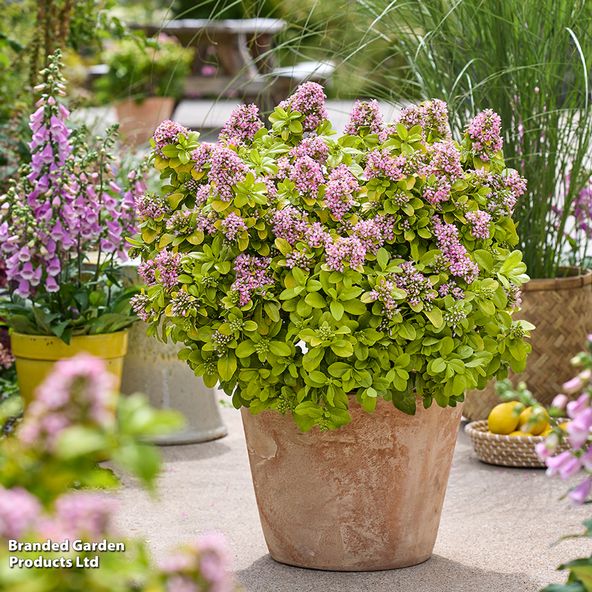 Escallonia laevis 'Pink Lemon'