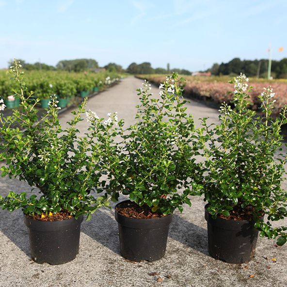 Escallonia 'Trulli®'