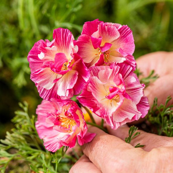 Californian Poppy Frilly Fun Appleblossom - Seeds