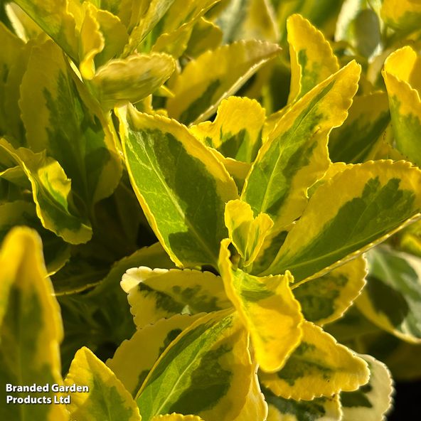 Euonymus fortuneii 'Golden Quinten'