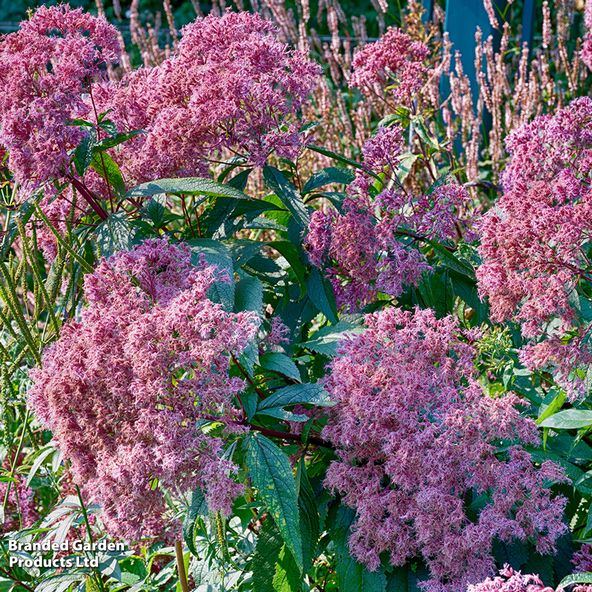 Eupatorium Fistulosum Atropurpureum