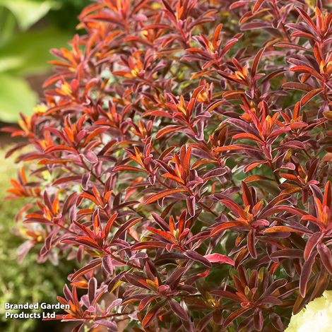 Euphorbia epithymoides Bonfire