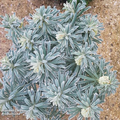 Euphorbia characias Glacier Blue