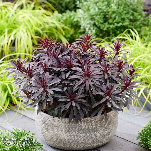 Euphorbia amygdaloides Miners Merlot