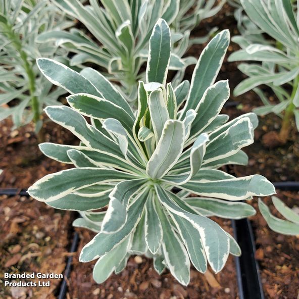 Euphorbia characias Silver Edge