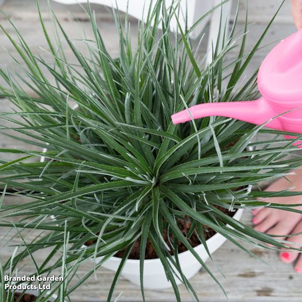Fascicularia bicolor