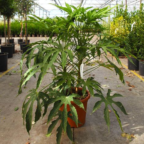 Fatsia polycarpa Green Fingers