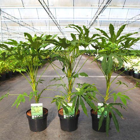 Fatsia polycarpa