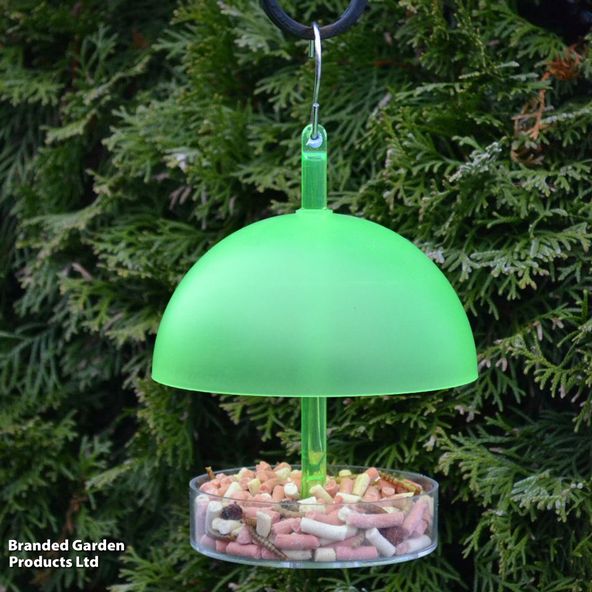 Robin & Small Bird Dome Feeder