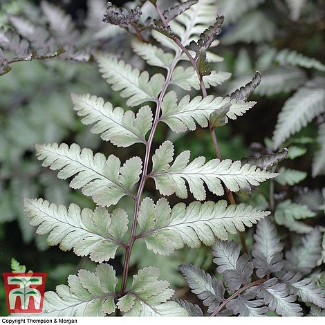 Shade Loving Decorative Ferns for Woodland Gardens Borders & Containers 1 x Fern Ghost by Thompson & Morgan Outdoor Hardy Garden Fern Plant Low Maintenance 