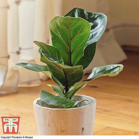 Ficus Lyrata Compacta House Plant Thompson Morgan,How To Clean A Front Load Washer Filter