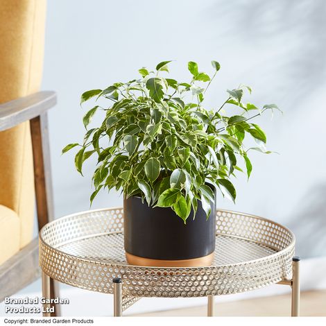 Ficus benjamina Mix