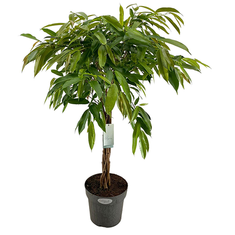 Ficus binnendijkii 'Amstel King'
