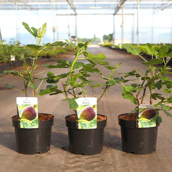 Fig 'Morena'