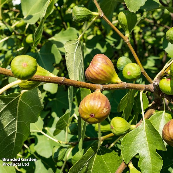 Fig 'Goutte d'Or'
