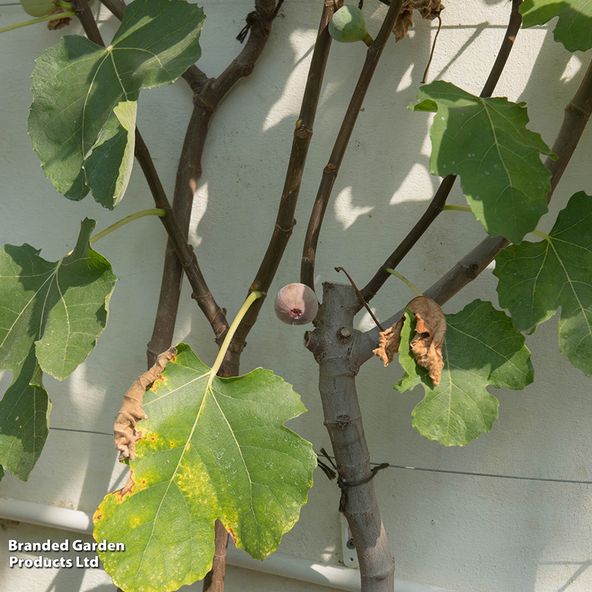 Fig 'Rouge de Bordeaux'