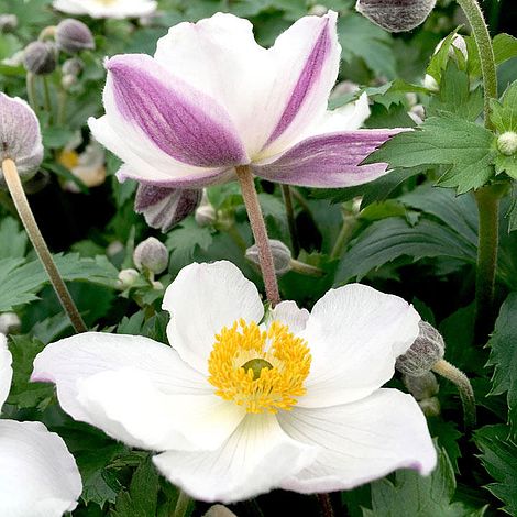 Aquilegia Rhubarb and Custard