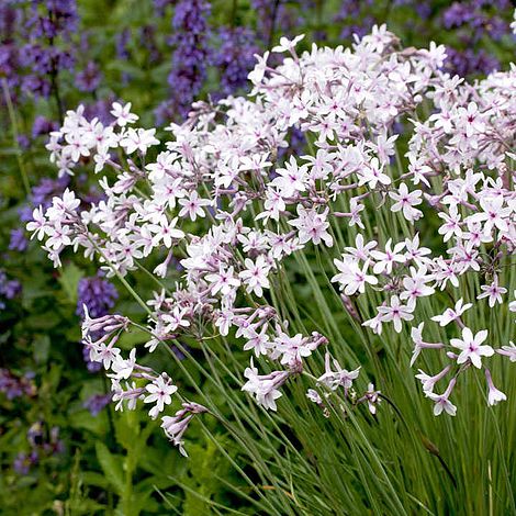 Thulbaghia Purple Eye
