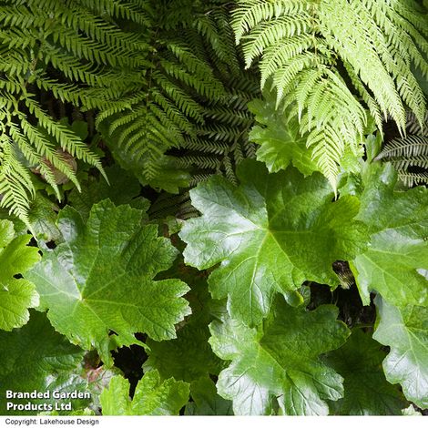 Darmera peltata (Marginal Aquatic)