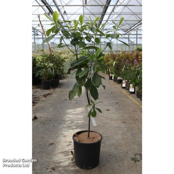 Franklinia alatamaha