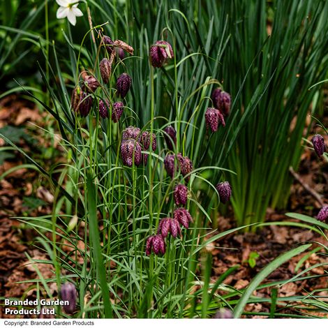 Fritillaria meleagris