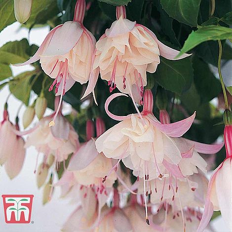 Half-Hardy Perennial Fuchsia /‘Happy Wedding Day/’ Summer Flowering Patio Easy to Grow 10 Postiplugs by Thompson /& Morgan 10