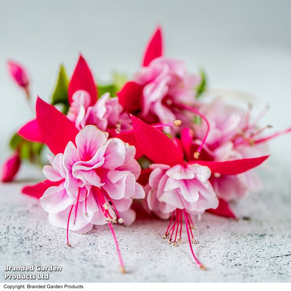 Fuchsia Patio Dancers Waltz