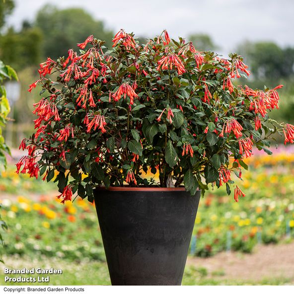 Fuchsia Professor Henkel