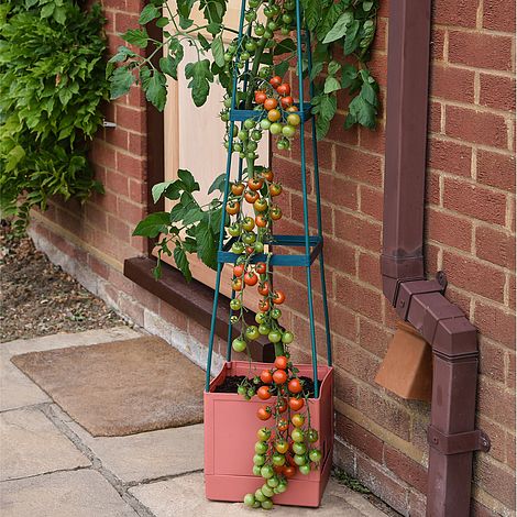 Titan Tomato Self-Watering Grow Bag & Trellis