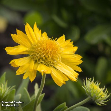 Gaillardia aristata 'Maxima Aurea'