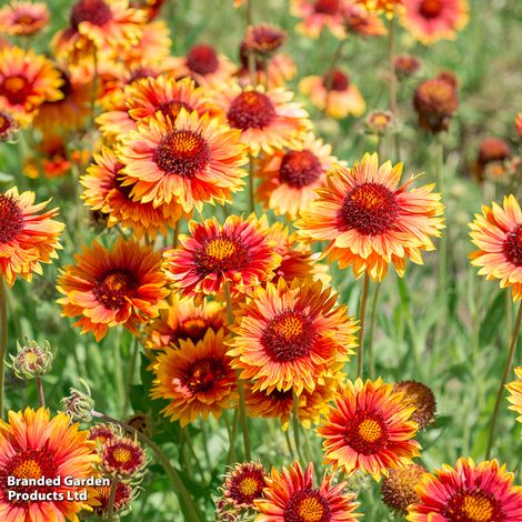 Gaillardia aristata 'Tokajer'