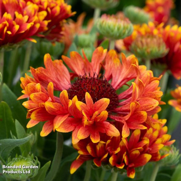 Gaillardia × grandiflora 'Fanfare Serenade'