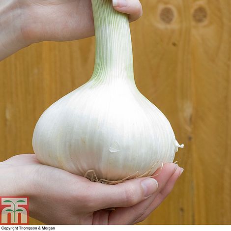1-2 Big Genuine Elephant Garlic 15 Cloves for New Season/from UK Crop