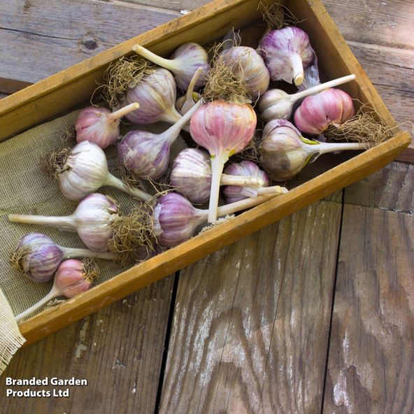 Garlic Lovers Collection (Spring and Autumn)