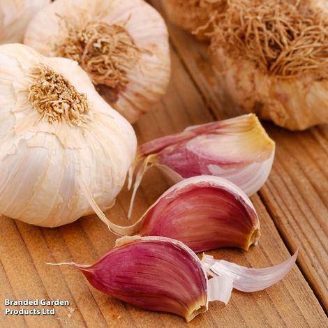 Garlic 'Morado' (Autumn)