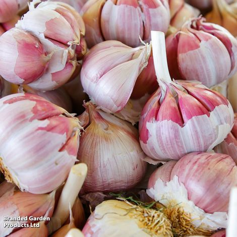 Garlic 'Sultop' (Spring/Autumn)