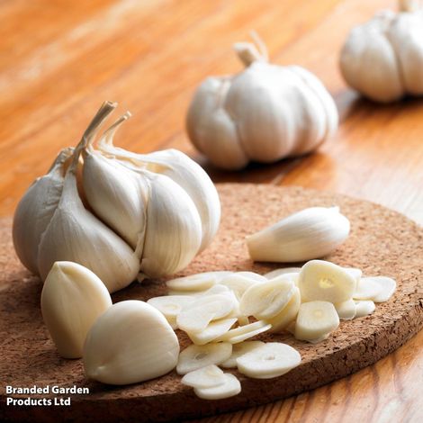 Garlic 'Topadrome' (Autumn)