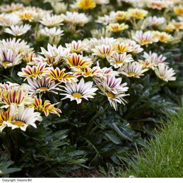 Gazania rigens 'Big Kiss White Flame'