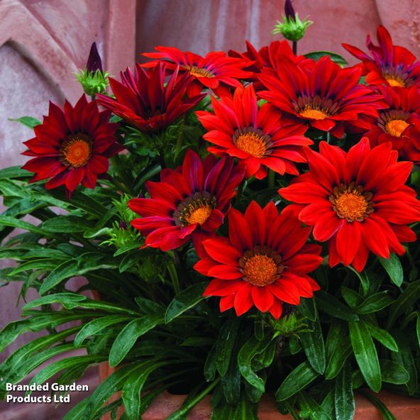Gazania rigens 'Big Kiss Red'