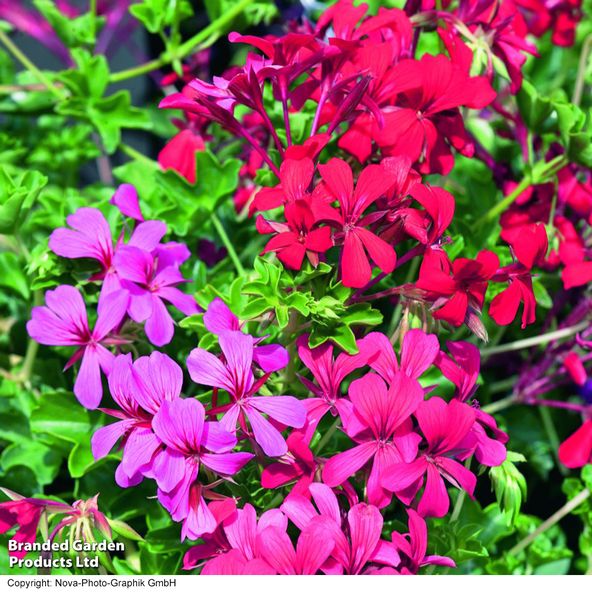 Geranium Balcon Mix