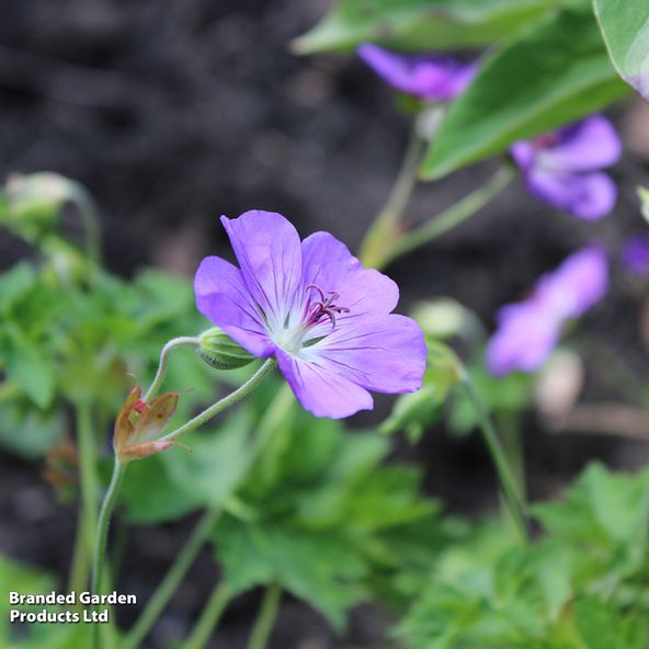 Geranium wallichianum Bloom Me Away