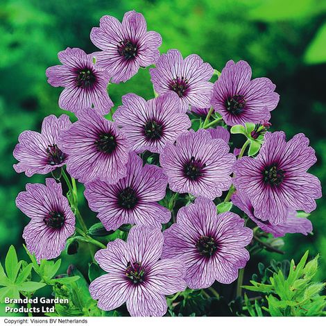 Geranium cinereum Ballerina