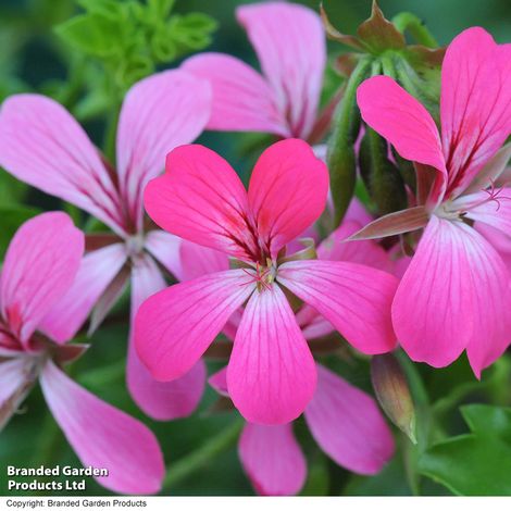 Geranium peltatum Pink